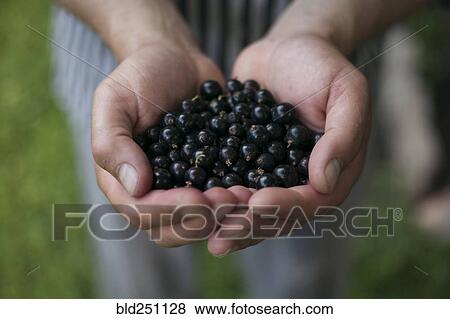 Stock Photo - Hands holding blueberries. Fotosearch