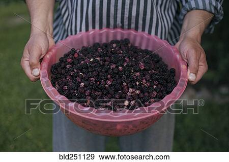 Stock Photo - Hands holding bowl of blackberries. Fotosearch