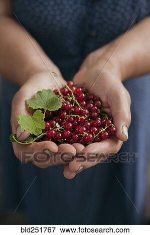 Stock Photo - Hands holding red berries. Fotosearch