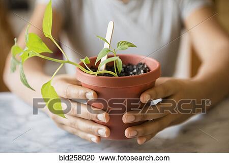 Hands of African American woman holding plant View Large Photo Image Stock Image - Hands of African American woman holding plant. Fotosearch