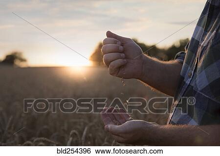 Hands of Caucasian man examining wheat in field View Large Photo Image Stock Photograph - Hands of Caucasian man examining wheat in field. Fotosearch