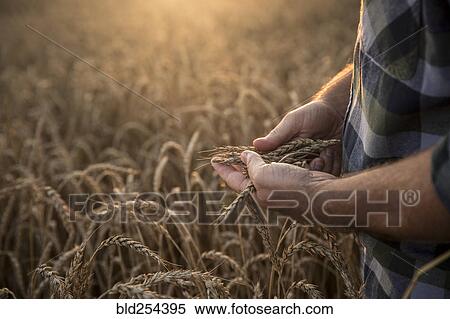 Hands of Caucasian man examining wheat in field View Large Photo Image Stock Photography - Hands of Caucasian man examining wheat in field. Fotosearch