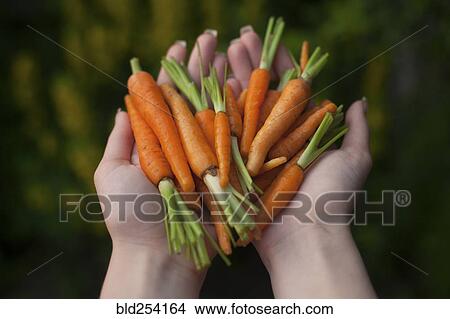 Picture - Hands of woman holding carrots. Fotosearch