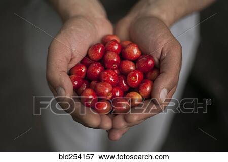 Stock Photo - Hands of woman holding cherries. Fotosearch
