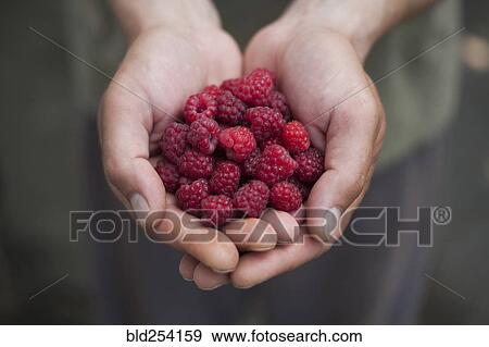 Stock Photo - Hands of woman holding raspberries. Fotosearch