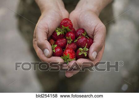 Stock Photo - Hands of woman holding strawberries. Fotosearch