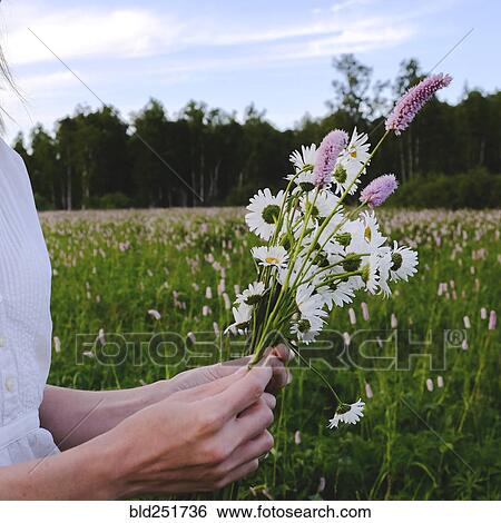 Stock Photograph - Hands of woman picking wildflowers. Fotosearch