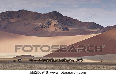 Herd of elephants crossing desert View Large Photo Image Stock Photograph - Herd of elephants crossing desert. Fotosearch