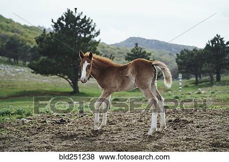 Horse standing in field View Large Photo Image Stock Photo - Horse standing in field. Fotosearch