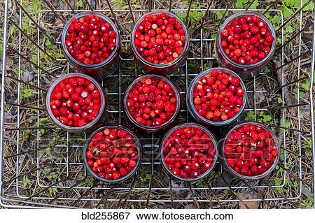 Jars of red strawberries in metal bin View Large Photo Image Stock Photo - Jars of red strawberries in metal bin. Fotosearch