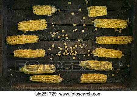 Stock Photo - Kernels and corn on cob in wooden box. Fotosearch