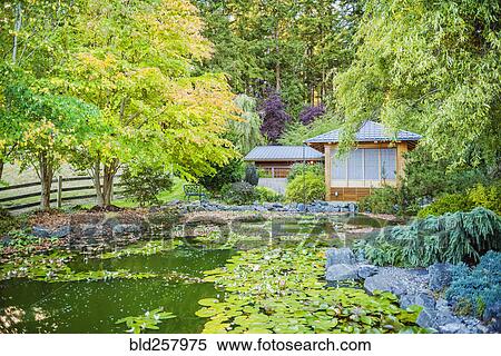 Stock Photography - Lily pads at pond in serene park. Fotosearch