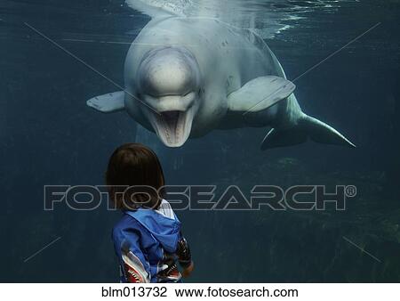 Stock Image - Mixed race boy looking at beluga whale. Fotosearch