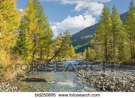 Mountain river and trees in autumn View Large Photo Image Stock Photography - Mountain river and trees in autumn. Fotosearch