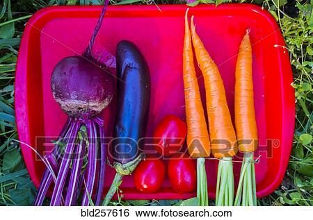 Organic vegetables on tray View Large Photo Image Stock Photograph - Organic vegetables on tray. Fotosearch