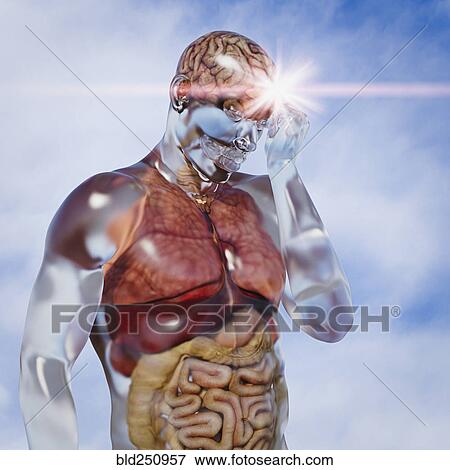 Organs in transparent man View Large Photo Image Stock Photo - Organs in transparent man. Fotosearch