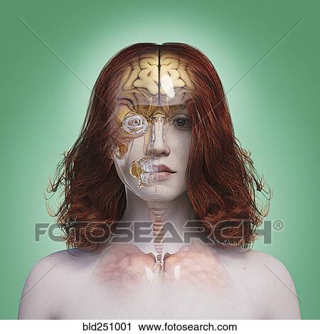 Organs in transparent woman View Large Photo Image Stock Image - Organs in transparent woman. Fotosearch