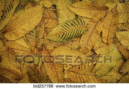 Stock Photo - Pile of autumn leaves. Fotosearch