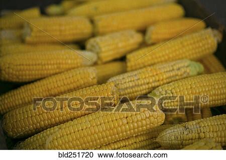 Pile of corn on cob View Large Photo Image Stock Image - Pile of corn on cob. Fotosearch