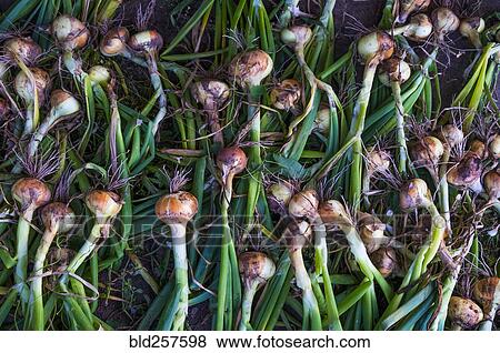 Stock Photo - Pile of organic onions. Fotosearch