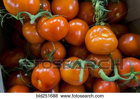 Stock Photo - Pile of tomatoes on stems. Fotosearch