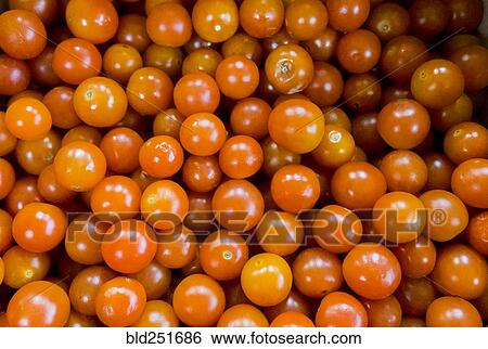 Pile of tomatoes View Large Photo Image Stock Photograph - Pile of tomatoes. Fotosearch