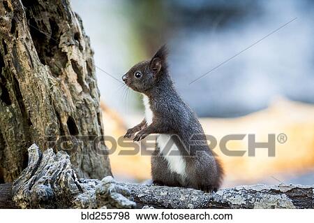 Stock Photo - Portrait of alert squirrel on log. Fotosearch
