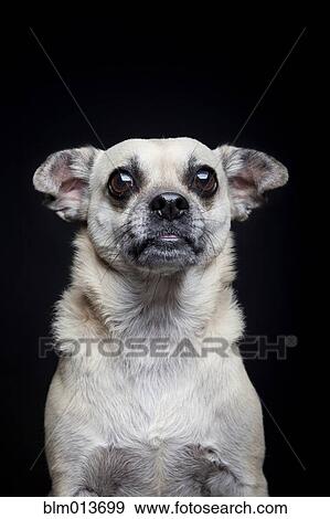 Stock Photo - Portrait of dog posing. Fotosearch