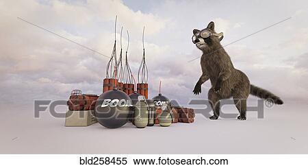 Raccoon wearing goggles watching explosives View Large Photo Image Stock Photography - Raccoon wearing goggles watching explosives. Fotosearch