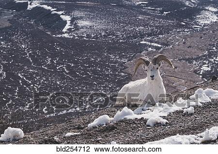 Stock Image - Ram relaxing on snowy mountain. Fotosearch