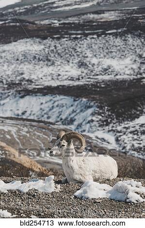 Ram relaxing on snowy mountain View Large Photo Image Stock Image - Ram relaxing on snowy mountain. Fotosearch