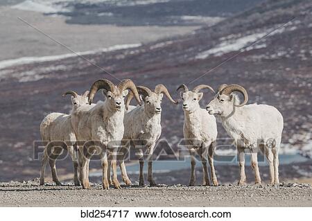 Rams on snowy mountain View Large Photo Image Stock Photo - Rams on snowy mountain. Fotosearch