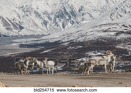 Rams on snowy mountain View Large Photo Image Stock Photography - Rams on snowy mountain. Fotosearch