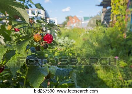 Stock Image - Raspberries ripening in garden. Fotosearch