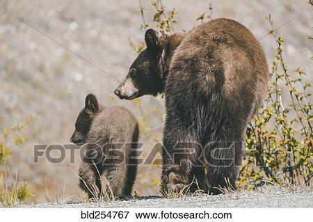 Stock Photo - Rear view of bear and cub walking. Fotosearch