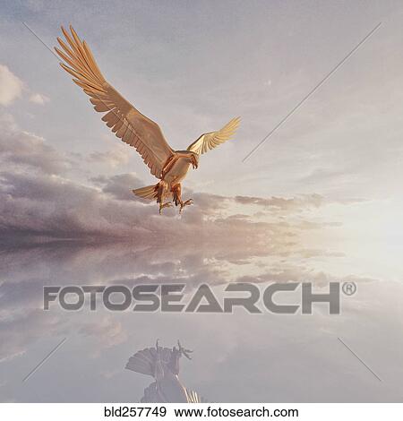 Reflection of eagle flying in clouds View Large Photo Image Stock Photo - Reflection of eagle flying in clouds. Fotosearch