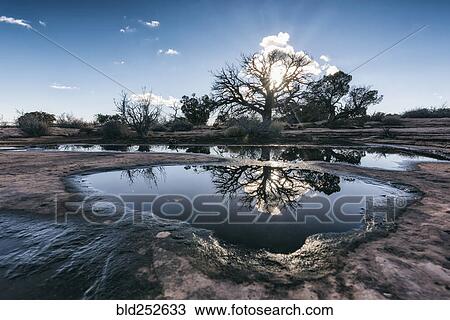 Reflection of tree in puddle View Large Photo Image Stock Image - Reflection of tree in puddle. Fotosearch