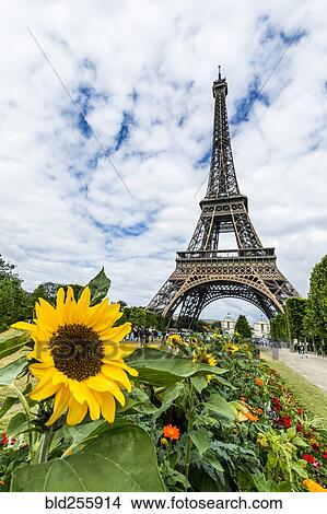 Picture - "Row of flowers near Eiffel Tower, Paris, Ile de France, France". Fotosearch