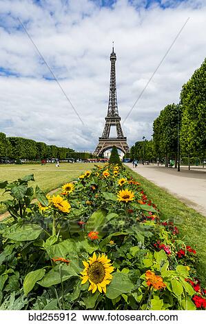 "Row of flowers near Eiffel Tower, Paris, Ile de France, France" View Large Photo Image Stock Image - "Row of flowers near Eiffel Tower, Paris, Ile de France, France". Fotosearch