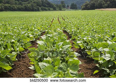 Rows of green plants in farm field View Large Photo Image Stock Image - Rows of green plants in farm field. Fotosearch