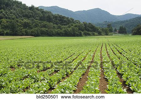 Stock Image - Rows of green plants in farm field. Fotosearch