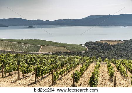 Picture - Scenic view of vineyard near ocean. Fotosearch