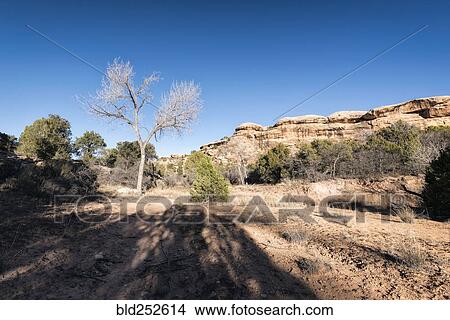 "Shadows near tree in desert, Moab, Utah, United States" View Large Photo Image Picture - "Shadows near tree in desert, Moab, Utah, United States". Fotosearch