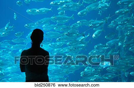 Stock Photograph - Silhouette of Caucasian woman admiring fish at aquarium. Fotosearch