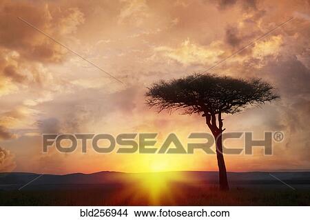 Silhouette tree at sunset View Large Photo Image Picture - Silhouette tree at sunset. Fotosearch