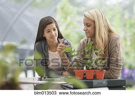 Stock Image - Students working in greenhouse. Fotosearch
