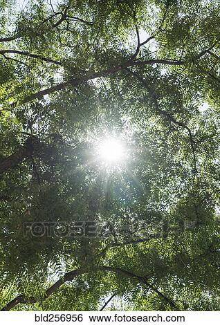 Stock Photograph - Sunbeams through branches of trees. Fotosearch