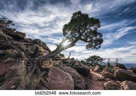 Sunbeams through tree near rocks View Large Photo Image Stock Photo - Sunbeams through tree near rocks. Fotosearch