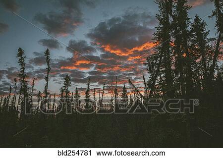 Stock Image - Sunset on clouds in forest. Fotosearch