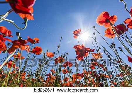 Stock Image - Sunshine on red flowers. Fotosearch